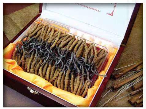 察哈尔右翼中冬虫夏草回收